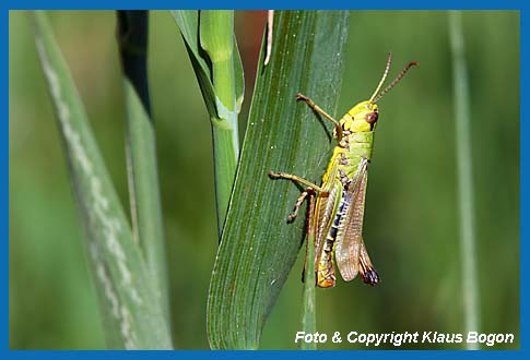 Gemeiner Grashpfer Chorthippus parallelus, Mnnchen