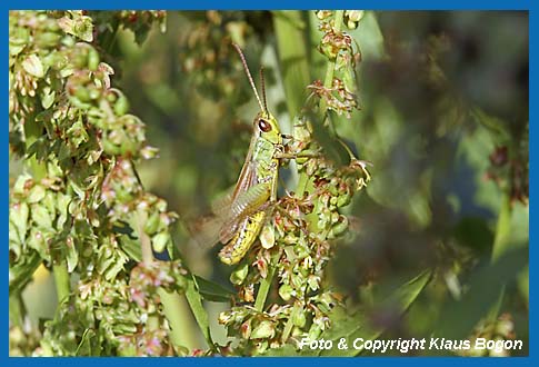 Gemeiner Grashpfer Chorthippus parallelus, Mnnchen beim stridulieren.