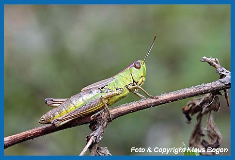 Gemeiner Grashpfer Chorthippus parallelus, Weibchen