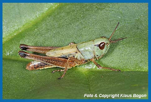 Gemeiner Grashpfer Chorthippus parallelus, Larve vor der letzten Hutung.