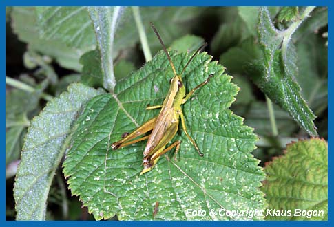 Groe Goldschrecke Chrysochraon dispar, Mnnchen