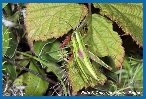 Kleine Goldschrecke Chrysochraon brachyptera, Weibchen