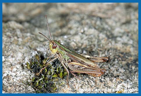 Kleiner Heidegrashpfer Stenobothrus stigmaticus, Mnnchen