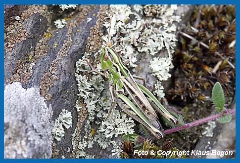 Schwarzfleckiger Grashpfer Stenobothrus nigromaculatus, Weibchen