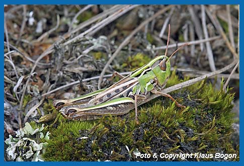 Schwarzfleckiger Grashpfer Stenobothrus nigromaculatus, Weibchen