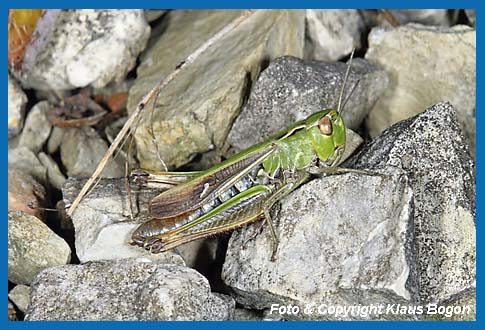 Heidegrashpfer Stenobothrus lineatus, Weibchen