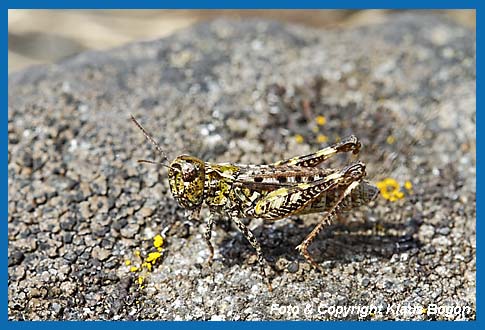 Gefleckte Keulenschrecke Myrmeleotettix maculatus, Weibchen