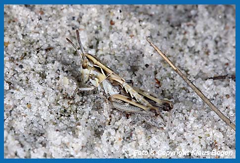 Gefleckte Keulenschrecke Myrmeleotettix maculatus, Larve