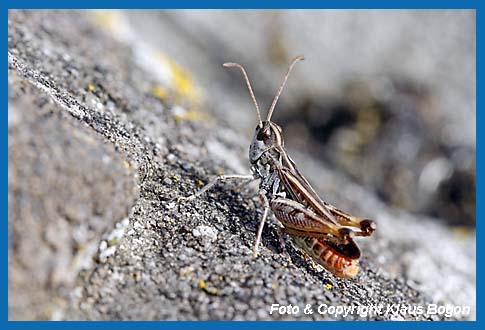 Gefleckte Keulenschrecke Myrmeleotettix maculatus, Mnnchen