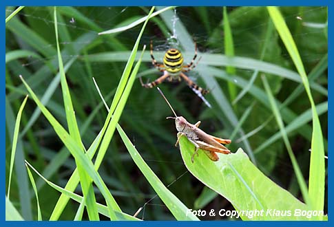 Rote Keulenschrecke Gomphocerippus rufus, Mnnchen nahe einem Wespenspinnennetz.