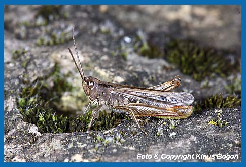 Nachtigall-Grashpfer  Chorthippus biguttul, Mnnchenus