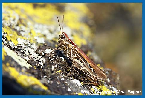 Nachtigall-Grashpfer  Chorthippus biguttulus, Weibchen