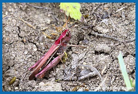 Nachtigall-Grashpfer  Chorthippus biguttulus, Weibchen