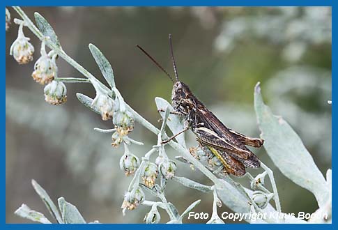 Rotleibiger Grashpfer  Omocestus haemorrhoidalis, Mnnchen