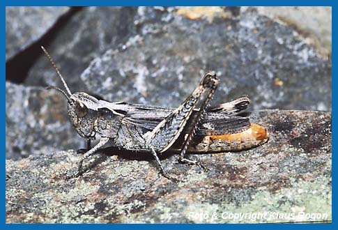 Steppengrashpfer Chorthippus vagans, Weibchen