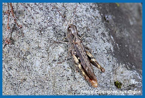 Steppengrashpfer Chorthippus vagans, Weibchen