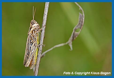 Verkannter Grashpfer Chorthippus mollis, Weibchen