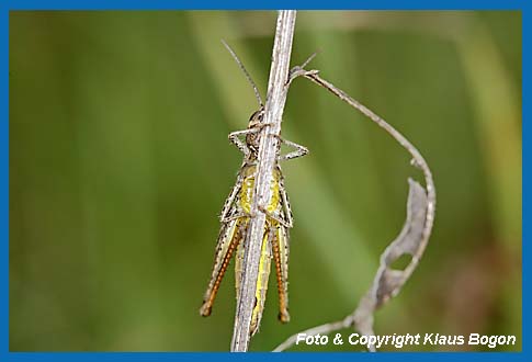 Verkannter Grashpfer Chorthippus mollis, Weibchen beobachtet Fotograf.