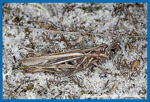 Verkannter Grashpfer Chorthippus mollis, Weibchen