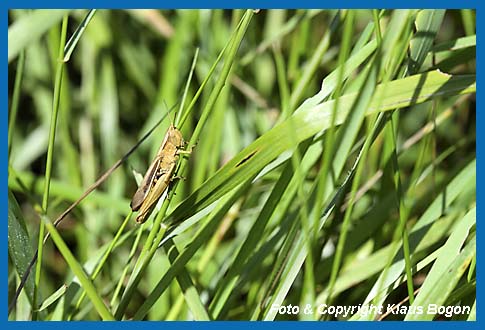 Weirandiger-Grashpfer  Chorthippus albomarginatus, Weibchen im Lebensraum.