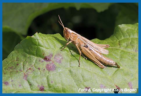 Weirandiger-Grashpfer  Chorthippus albomarginatus, Weibchen