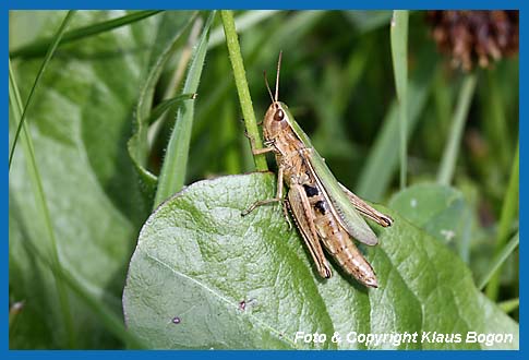 Weirandiger-Grashpfer  Chorthippus albomarginatus, Weibchen