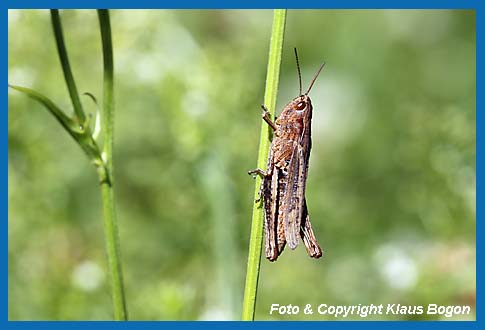 Wiesengrashpfer,Chorthippus dorsatus, Weibchen