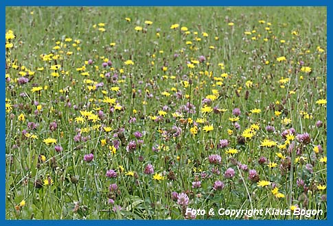 Lebensraum des Wiesengrashpfer Chorthippus dorsatus,