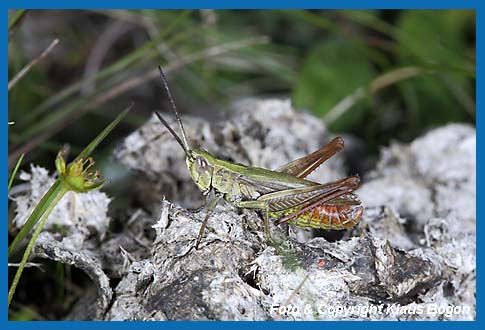 Wiesengrashpfer Chorthippus dorsatus. Mnnchen