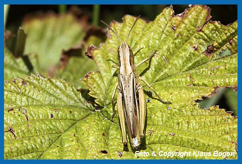 Wiesengrashpfer,Chorthippus dorsatus, Weibchen