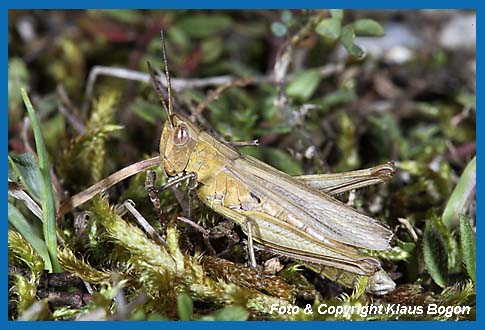 Wiesengrashpfer,Chorthippus dorsatus, Weibchen