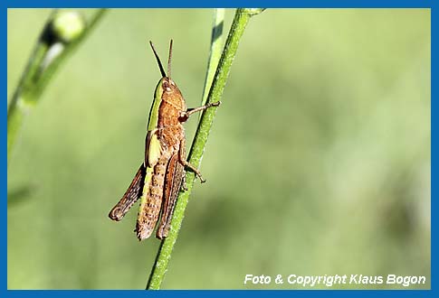 Wiesengrashpfer Chorthippus dorsatus, Larve