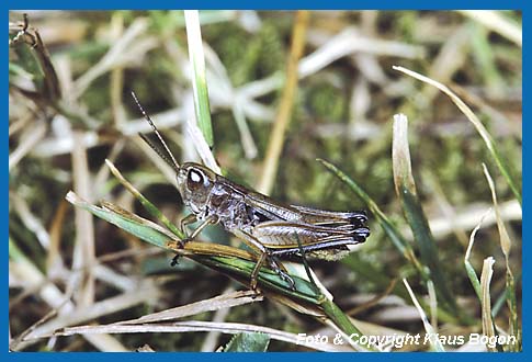 Zwerggrashpfer Stenobothrus crassipes Mnnchen