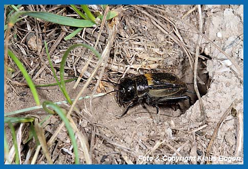 Feldgrille Gryllus campestris Mnnchen am Hhleneingang.