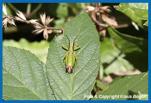 Grnschrecke, Odontopodisma decipens  Mnnchen