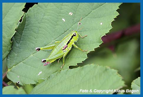 Grnschrecke, Odontopodisma decipens  Weibchen