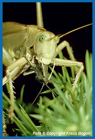 Grnes Heupferd, Tettigonia viridissima, gelbe Farbvariante frit Grashpfer.