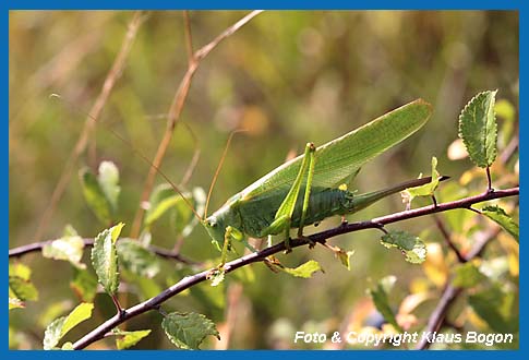 Grnes Heupferd, Tettigonia viridissima, Weibchen 