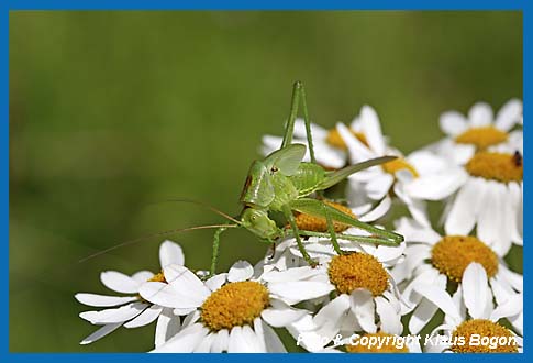 Grnes Heupferd, Tettigonia viridissima, Larve bei der Fupflege.