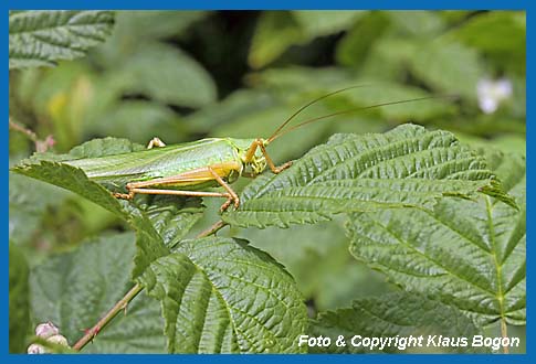 Grnes Heupferd, Tettigonia viridissima Mnnchen sonnt sich.