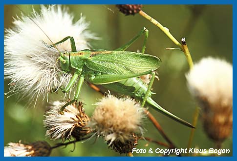 Grnes Heupferd, Tettigonia viridissima, Weibchen frit frische Distelsamen.