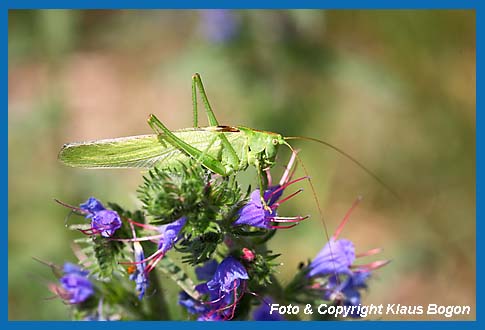 Grnes Heupferd, Tettigonia viridissima Weibchen auf den Blten des Blauen Natternkopf.