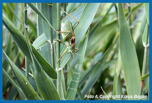 Zwitscherschrecke Tettigonia cantans, Mnnchen