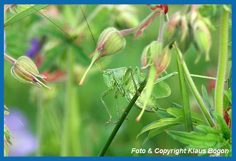 Zwitscherschrecke Tettigonia cantans, Mnnchen