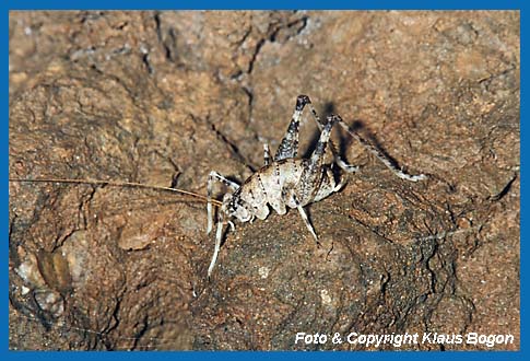 Höhlenschrecke Troglophilus neglectus Männchen