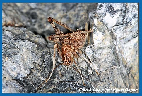 Hhlenschrecke Troglophilus neglectus Weibchen.