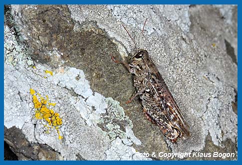 Italienische Schnschrecke, Calliptamus italicus Weibchen