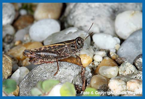 Italienische Schnschrecke, Calliptamus italicus  Mnnchen