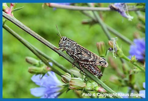 IItalienische Schnschrecke, Calliptamus italicus Weibchen