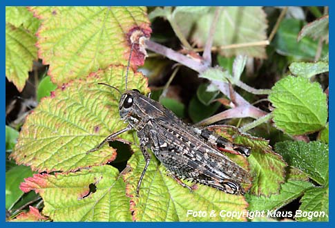 IItalienische Schnschrecke, Calliptamus italicus Weibchen